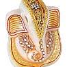 Lord Ganesha